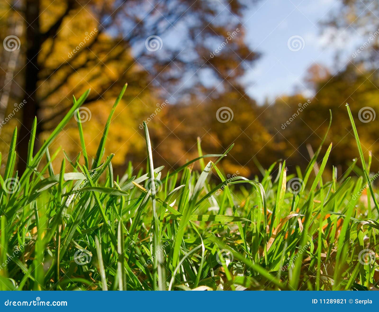 Green Grass Over Autumnal Forest Background Stock Image - Image of