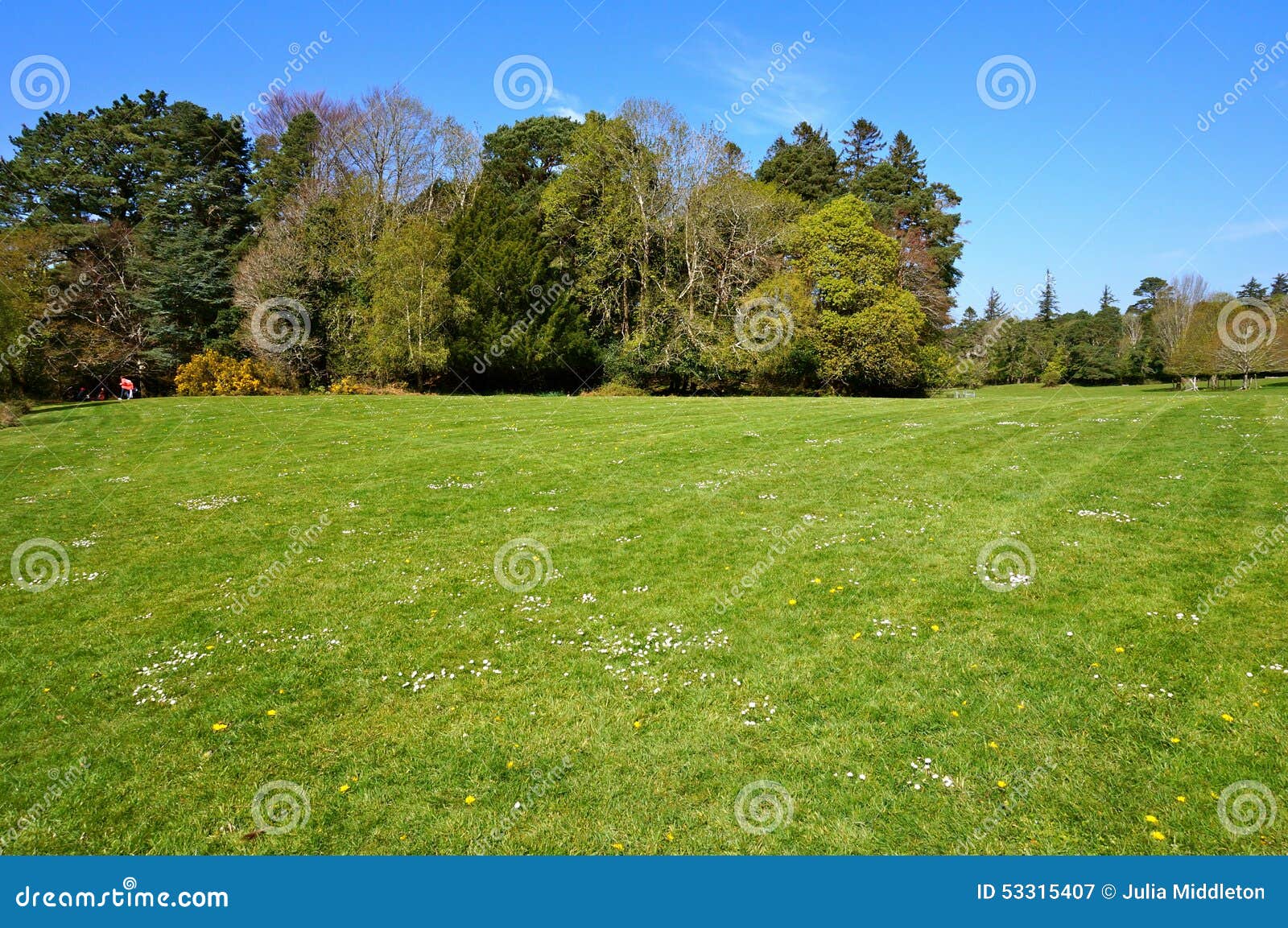 Green Grass and Trees on Background Stock Image Image of grass, park