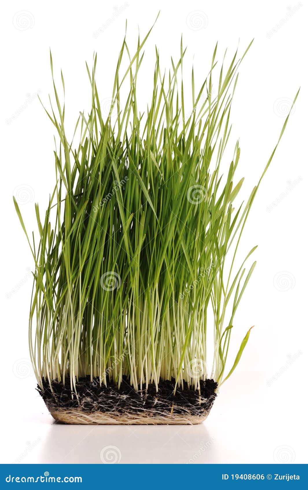 Green grass plant stock photo. Image of natural, isolated 19408606