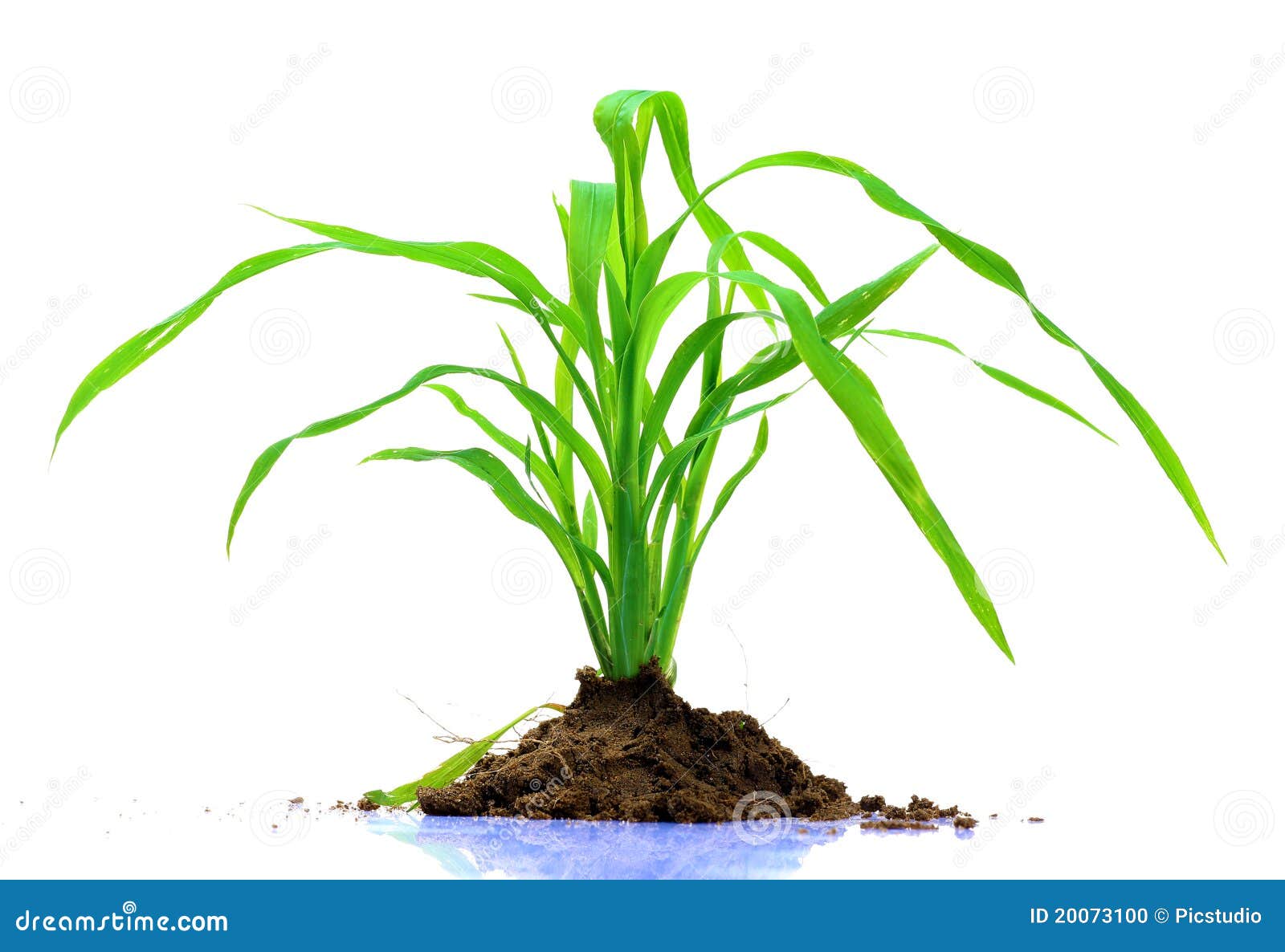Green grass plant stock photo. Image of background, grass   20