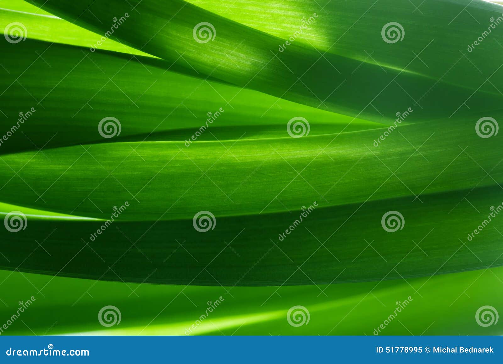 green grass, plants background in backlight.