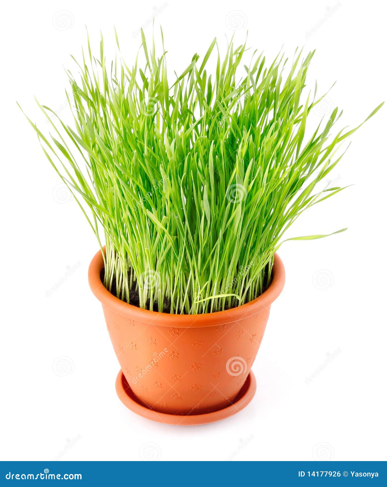 Green Grass In The Pot Isolated Royalty Free Stock Image Image 14177926