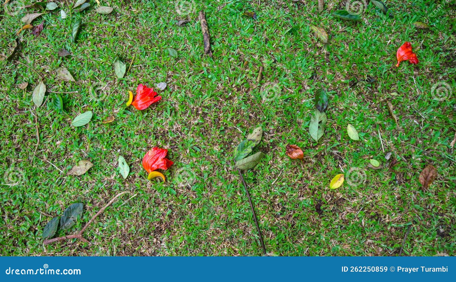 Green Grass with Red Flowers Falling. As a Backdrop Stock Image Image