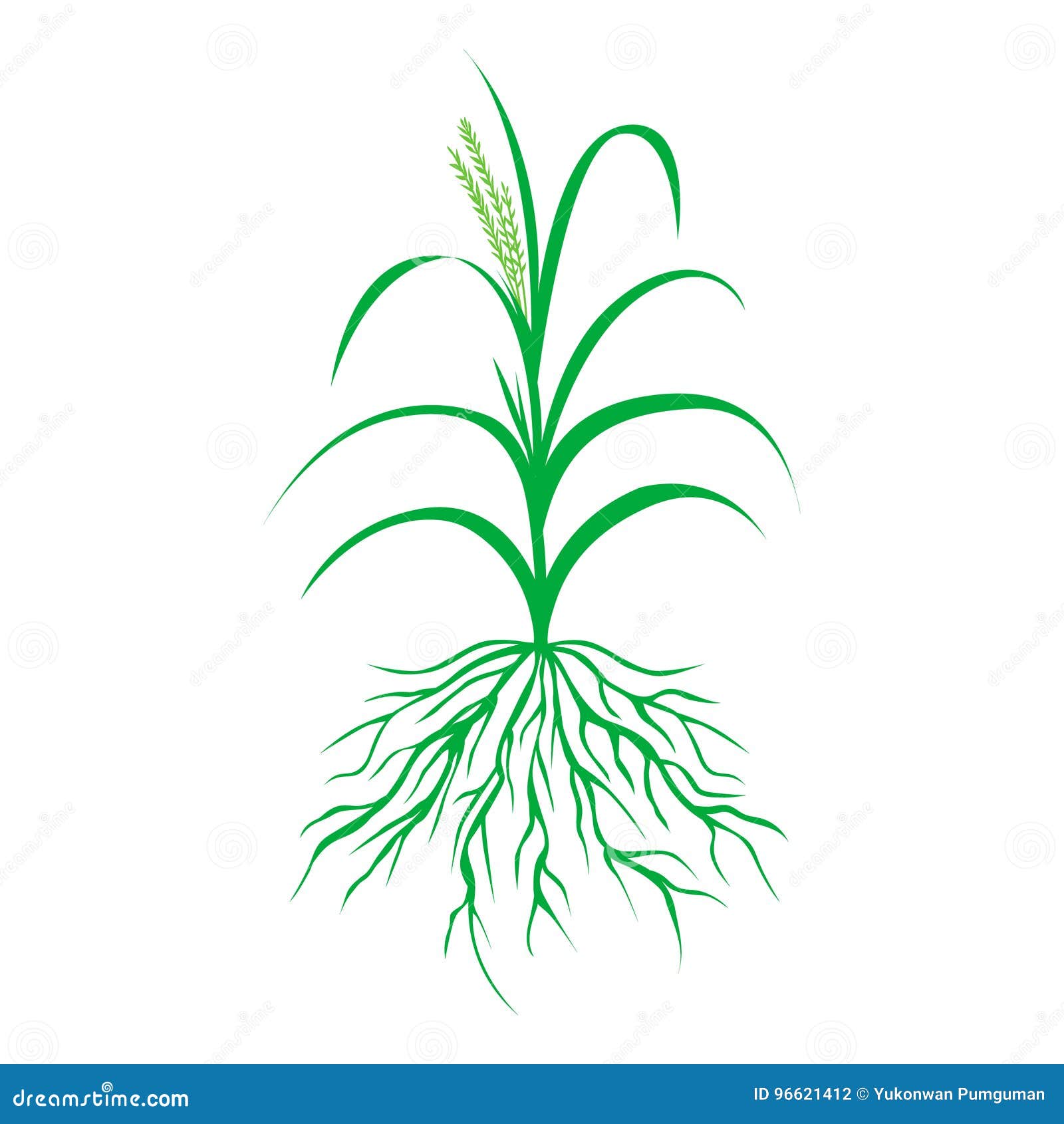 Green Grass With Roots Illustration Plant Vector Stock Vector Illustration Of Flower Turf Green Grass With Roots Illustration Plant Vector Stock Vector Illustration Of Flower Turf