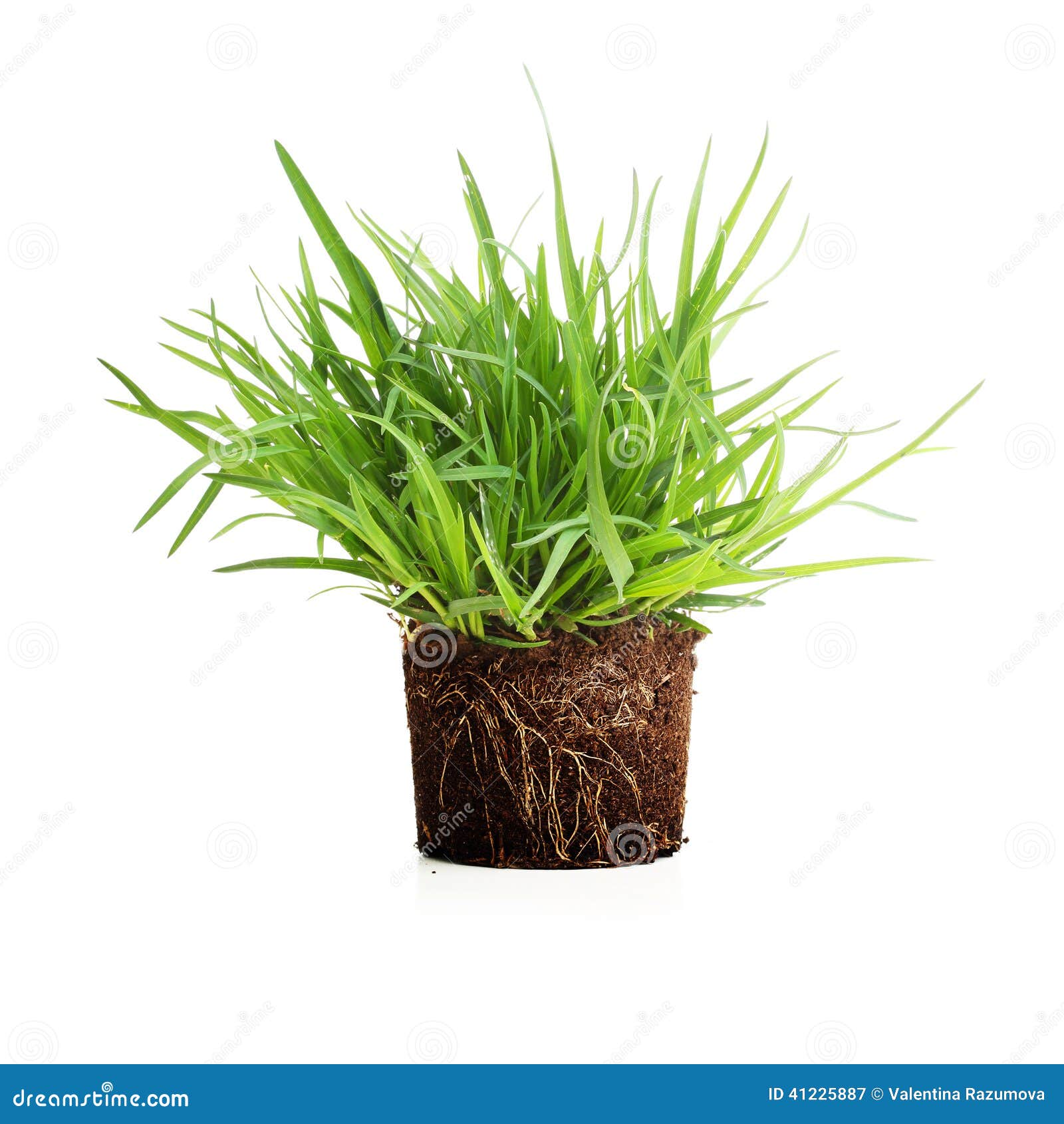 Green Grass with Roots Isolated. Stock Image Image of lawn, grass