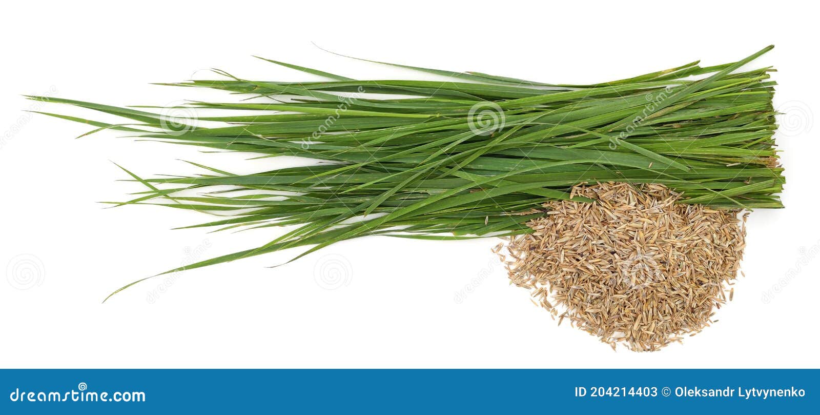 Green grass and seeds stock image. Image of isolated 204214403