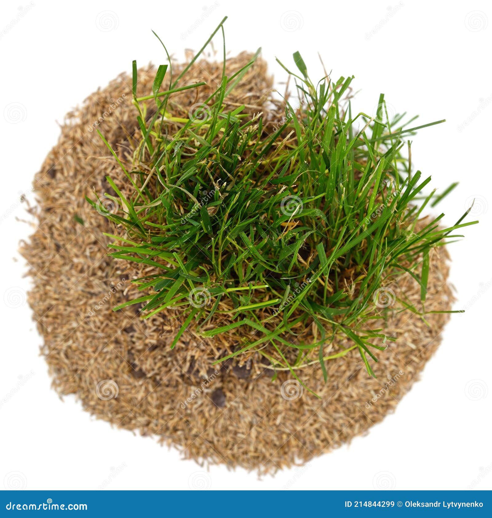 Green grass and seeds stock image. Image of earth, nature 214844299
