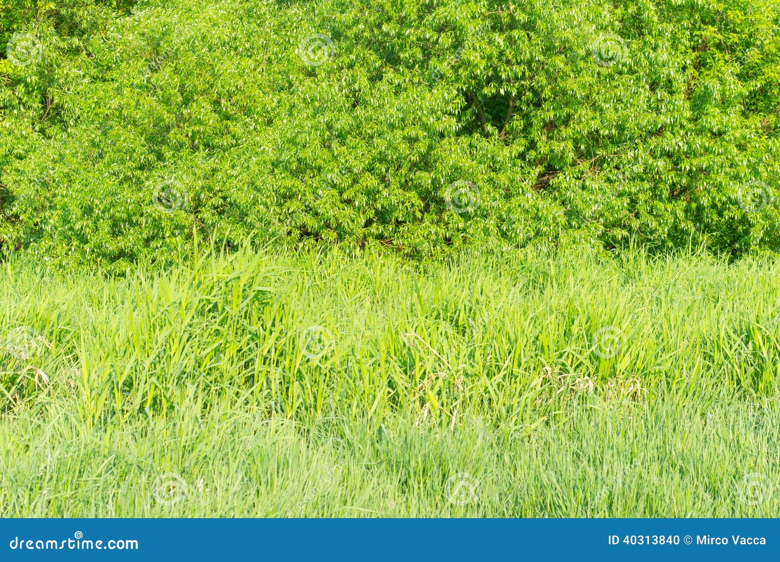 Green grass and shrubs stock photo. Image of grass, plants 40313840