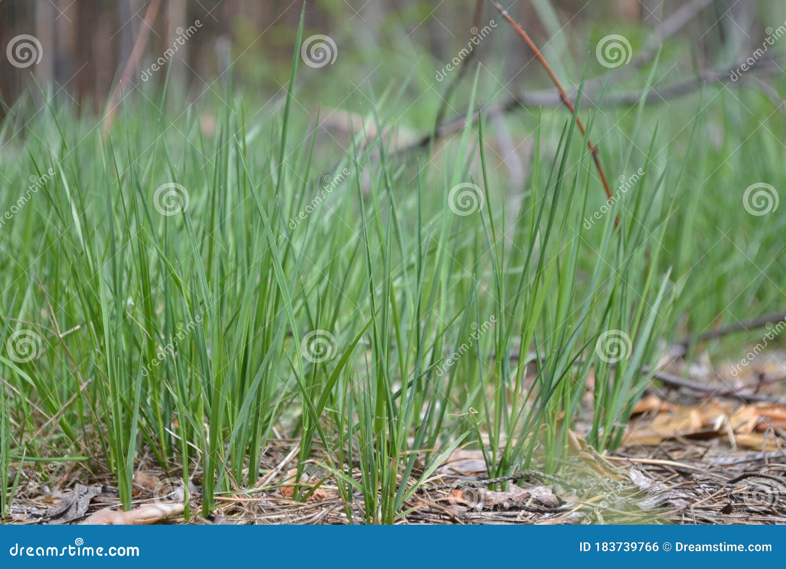 green grass, spring grass, grass in the forest