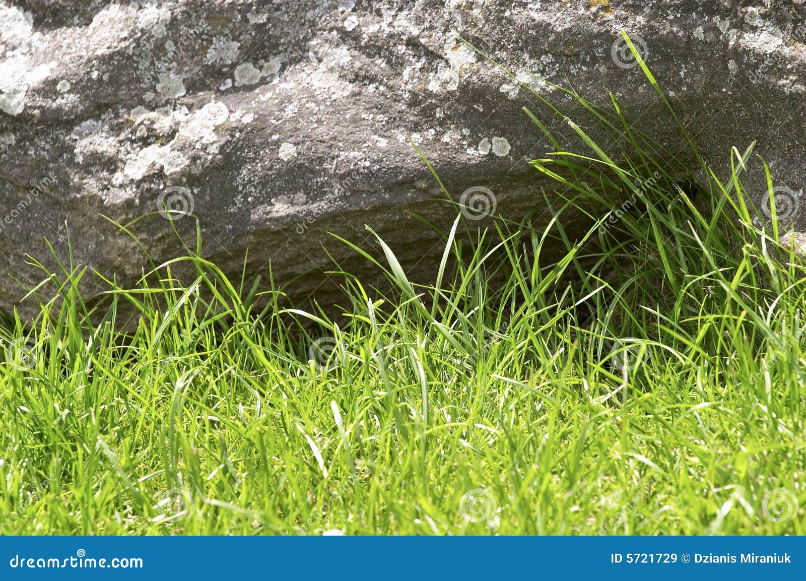 Green Grass And Stone Picture. Image 5721729