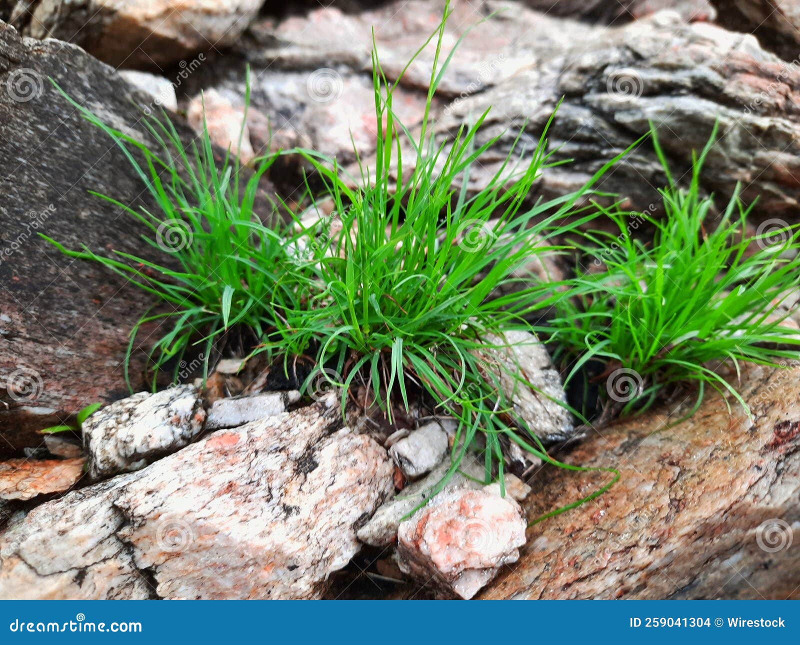 Green grass between stones stock photo. Image of outdoors 259041304