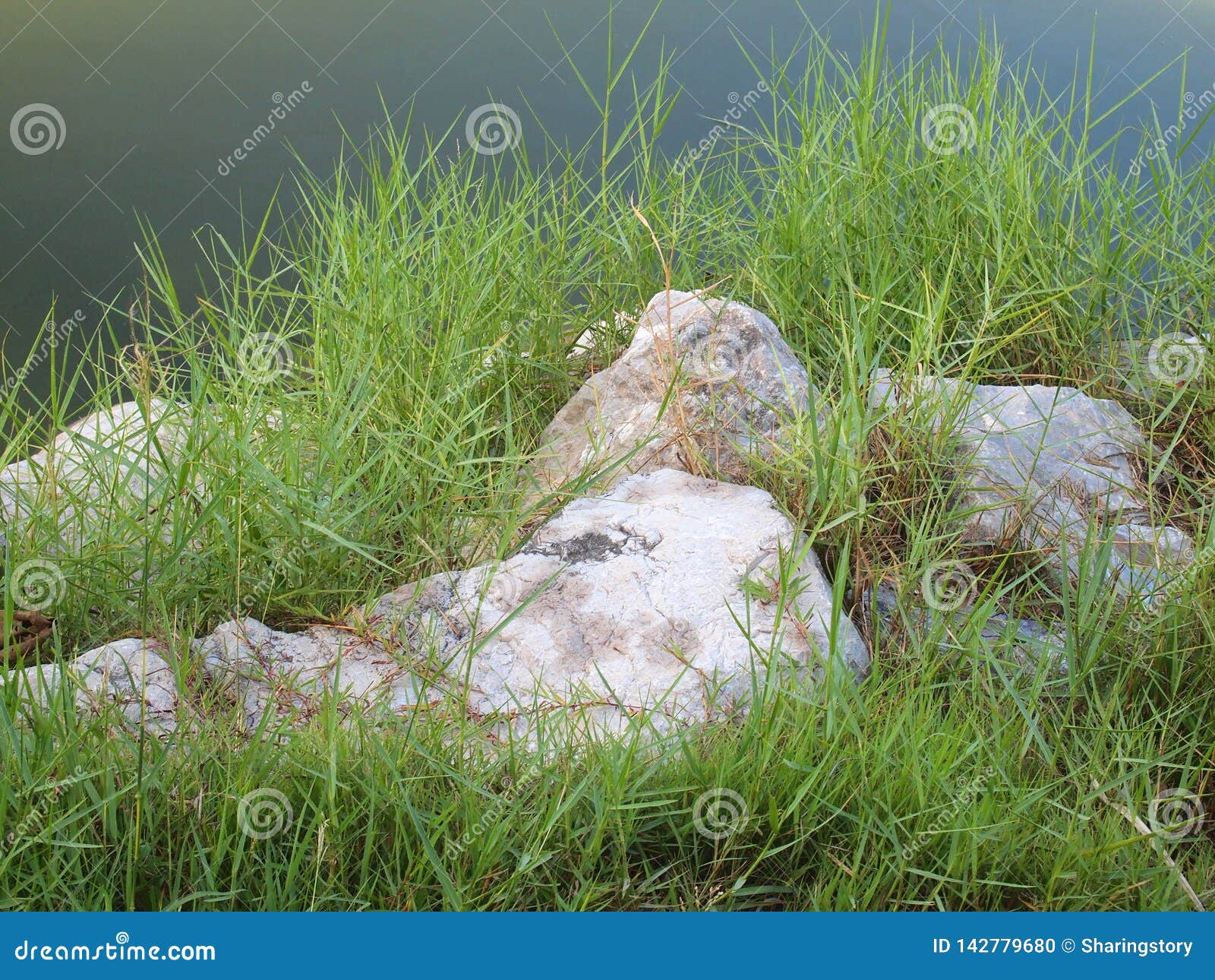 Green Grass with Stones Background Texture Stock Photo Image of