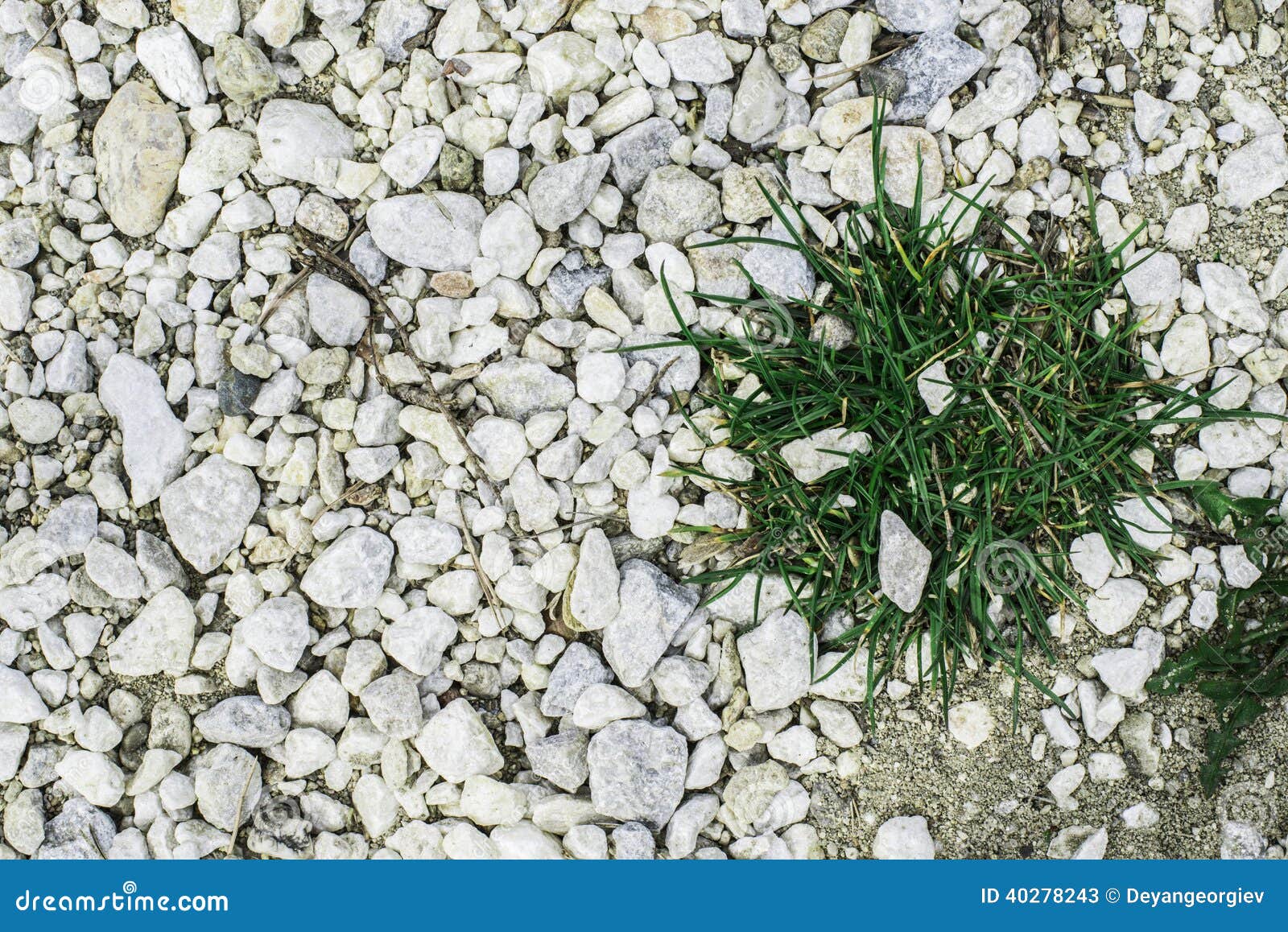 Green grass and stones stock image. Image of floor, plant 40278243