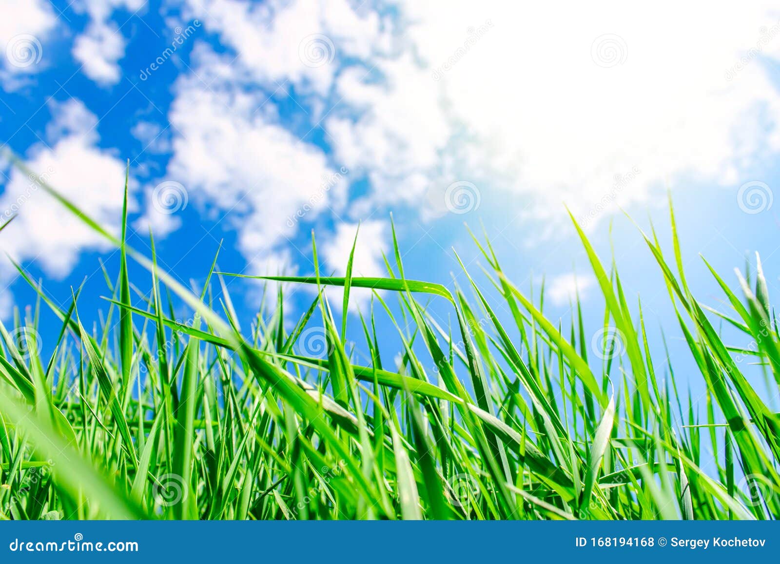 Green Grass in Summer Sunny Day. Summer and Spring Background Stock