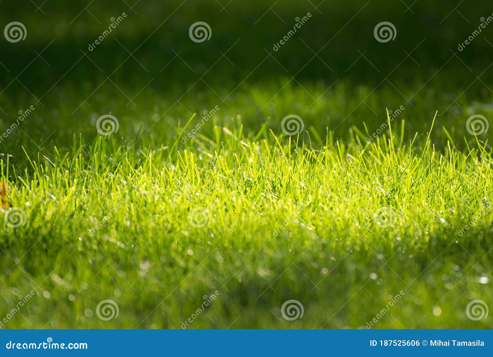 Green Grass on Sunset Light Stock Photo Image of garden, bright