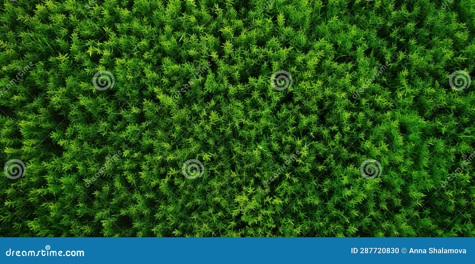 Green Grass Texture Background. Top View of Green Grass in Forest Stock