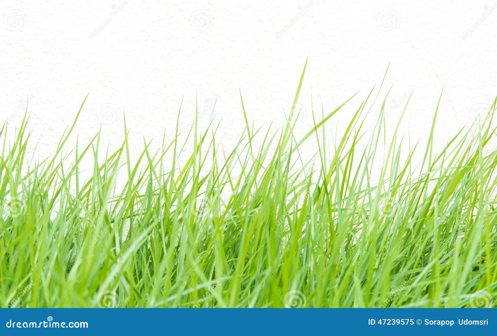 Green Grass on Wall Background Stock Image Image of blade, natural
