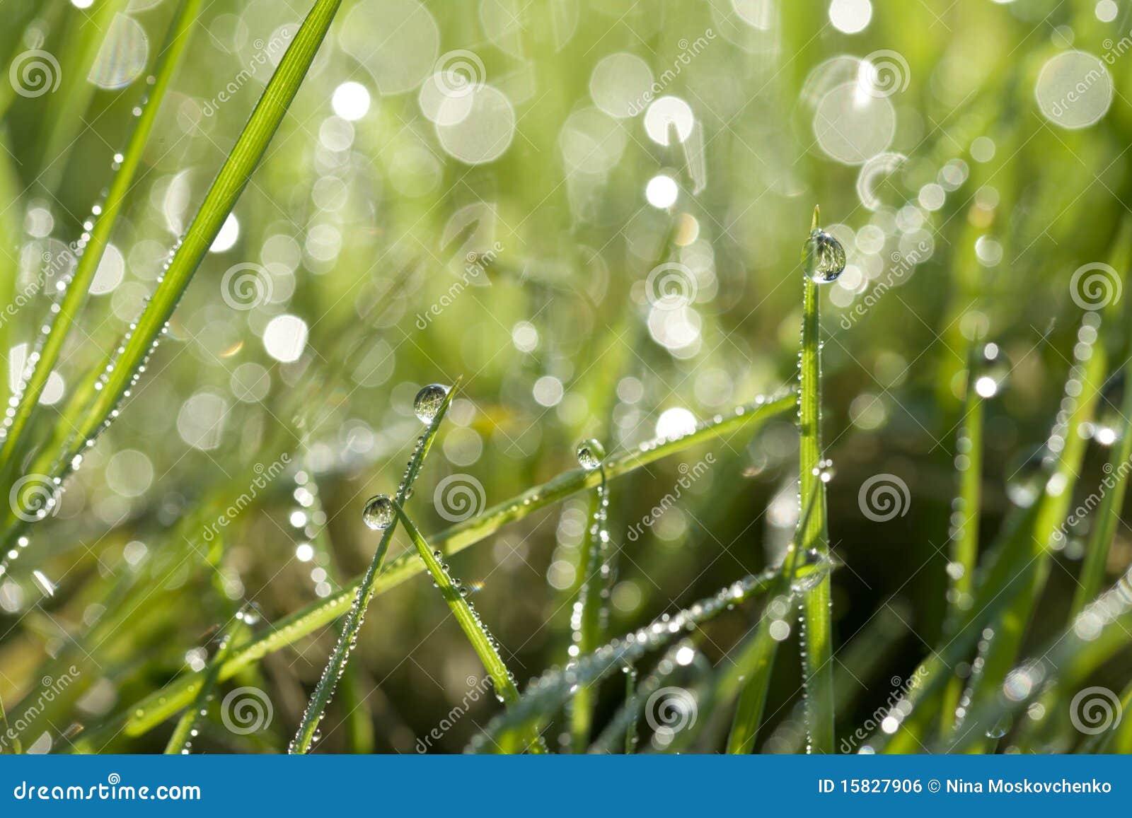 Green Grass with Water Drops Stock Photo Image of environmental, elements 15827906