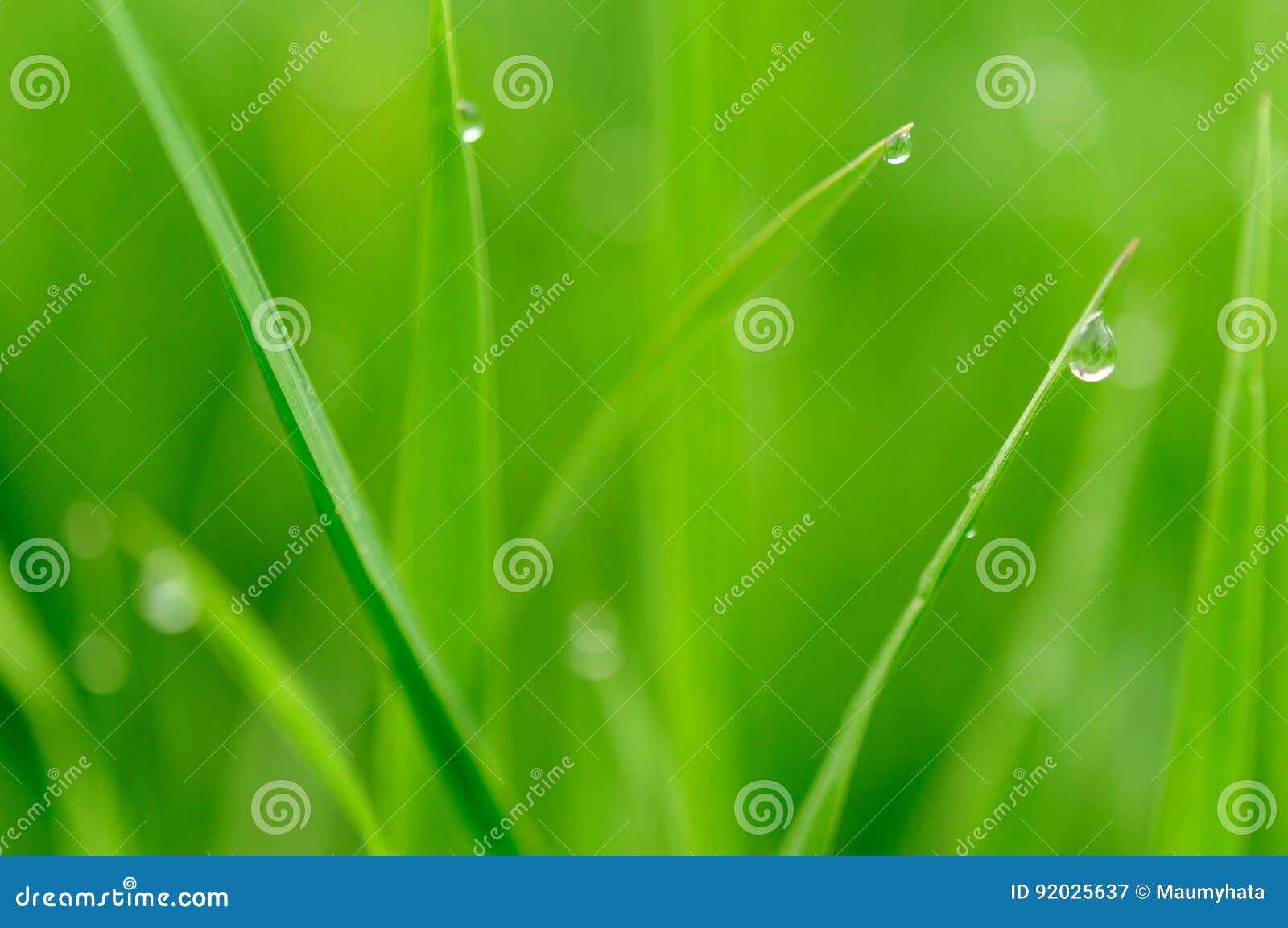 Green Grass with Water Drops Stock Image Image of nature, field 92025637