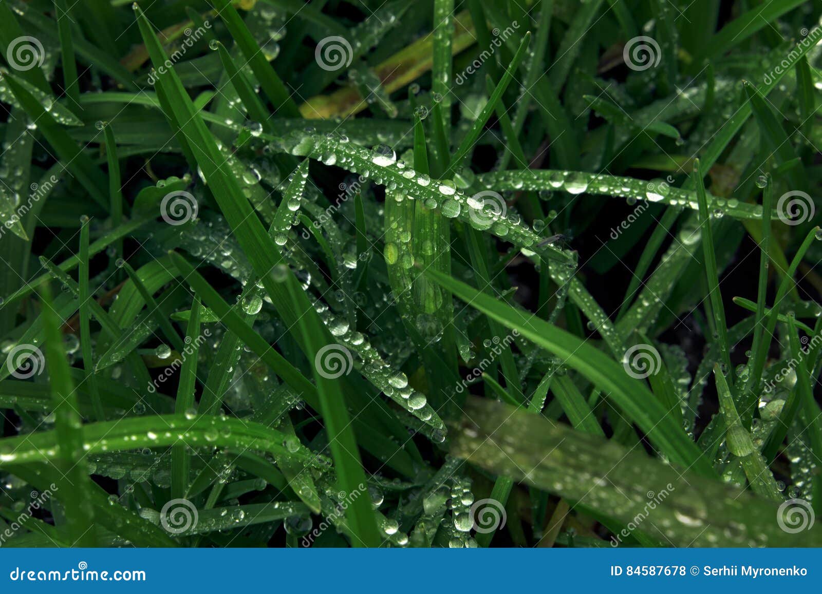 green grass and water drops and insecto on top
