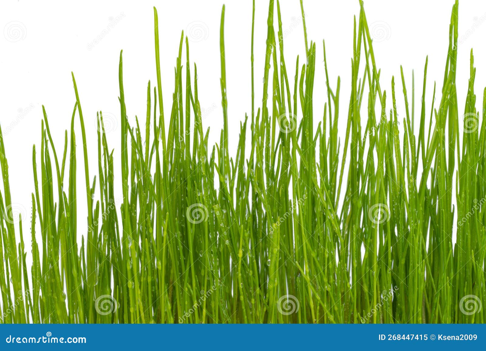 Green Grass with Water Drops Isolated Stock Image Image of raindrop