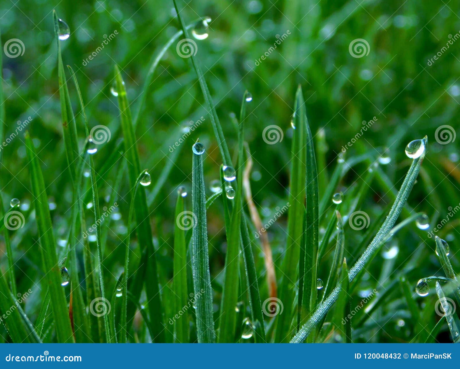 Green Grass with Water Drops Stock Photo Image of garden, beautiful 120048432