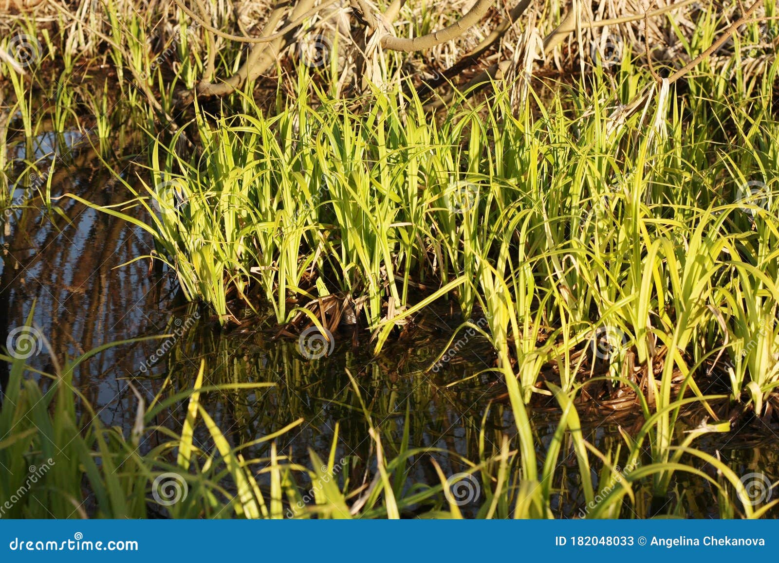 Green Grass by the Water in the Forest Stock Image Image of spring, green 182048033