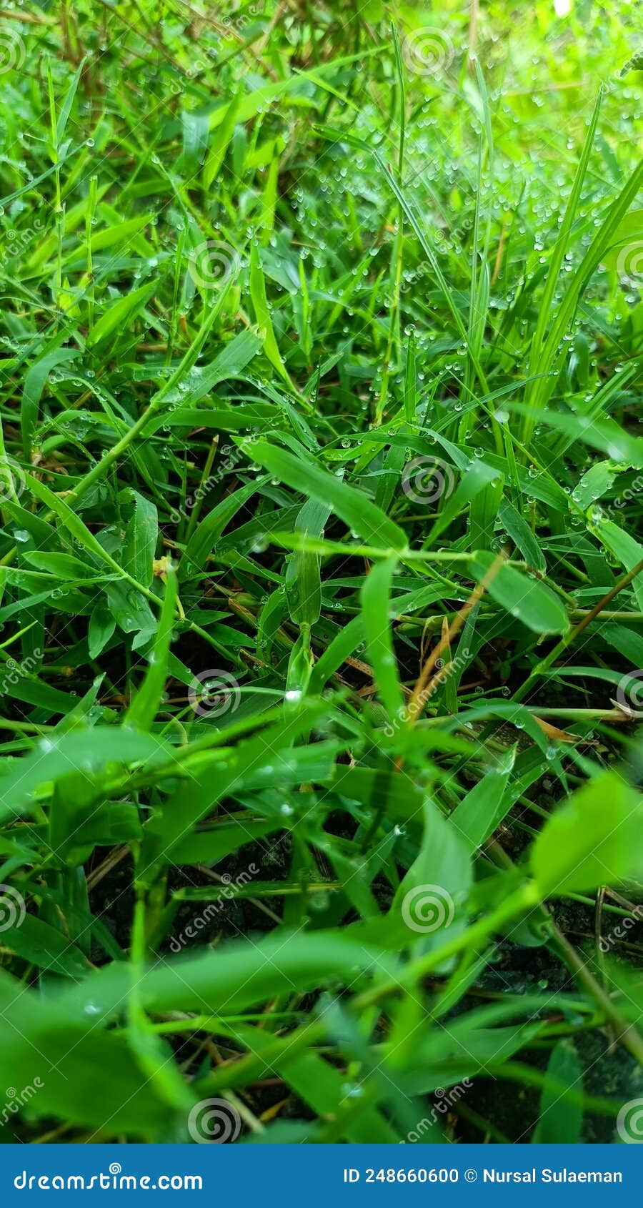 Green Grass with Water Splash Stock Photo Image of field, crop 248660600