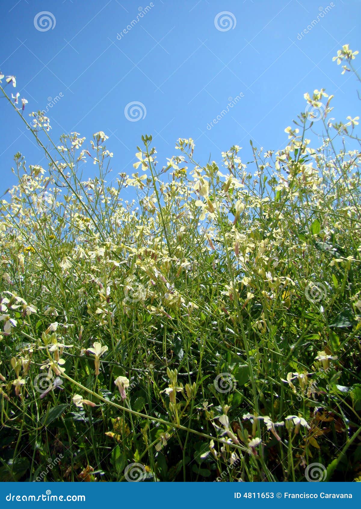 Green Grass and White Flowers Stock Image Image of daylight
