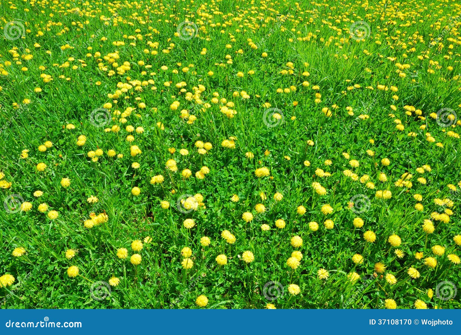Green Grass and Yellow Dandelion Flowers in Spring Stock Photo Image