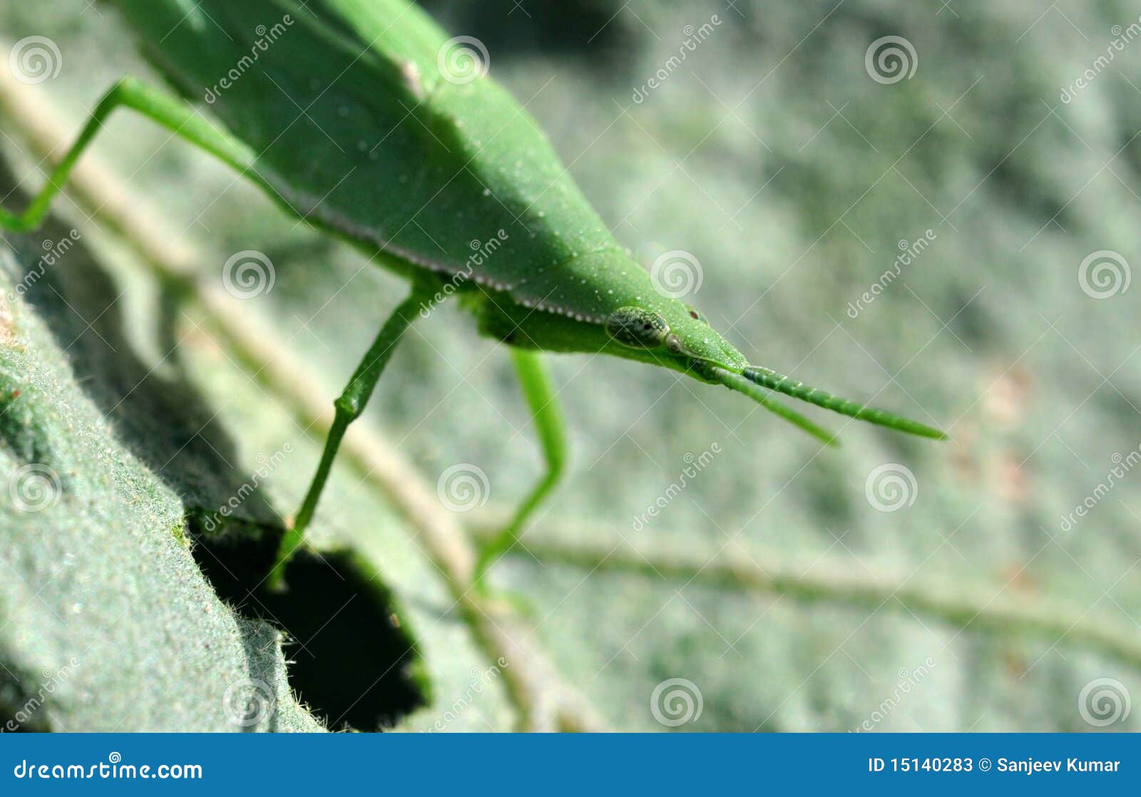 Green stock image. Image of bush, jumping 15140283