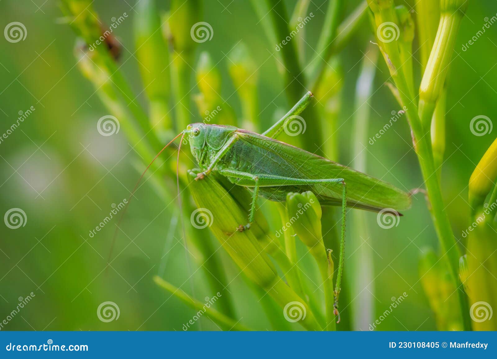 Green Hiding in a Green Plant Stock Image Image of