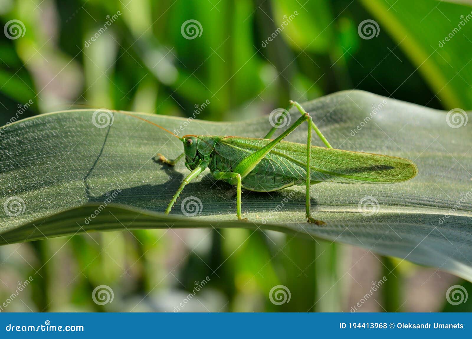 Green Locust Eats Young Leaves of Corn Stock Photo Image of feeler, wild 194413968