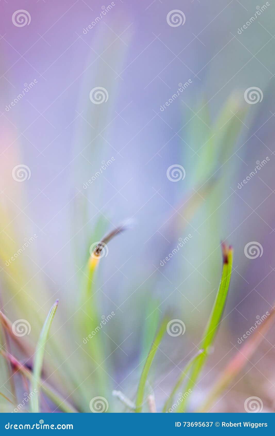 green green grass, on the forrest floor, shining in the summer sun