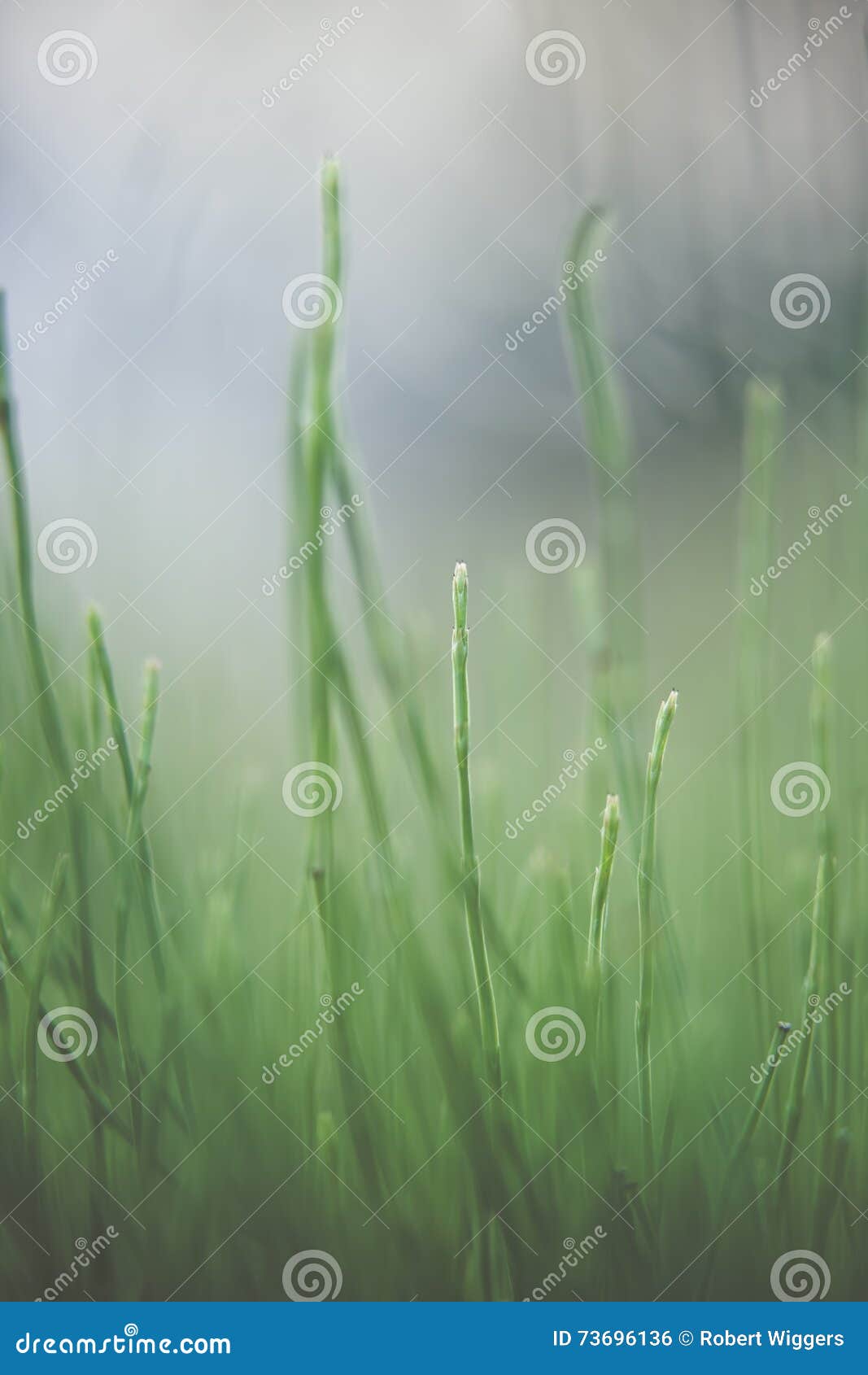 green green grass, on the forrest floor, shining in the summer sun