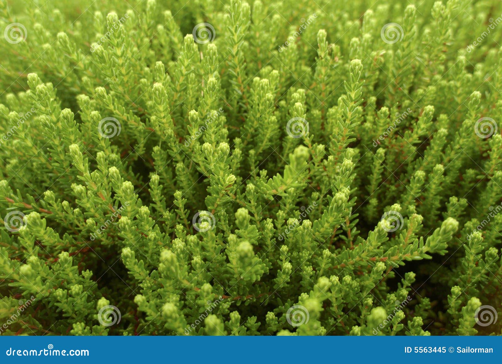 Green ground cover plants stock image. Image of plants 5563445