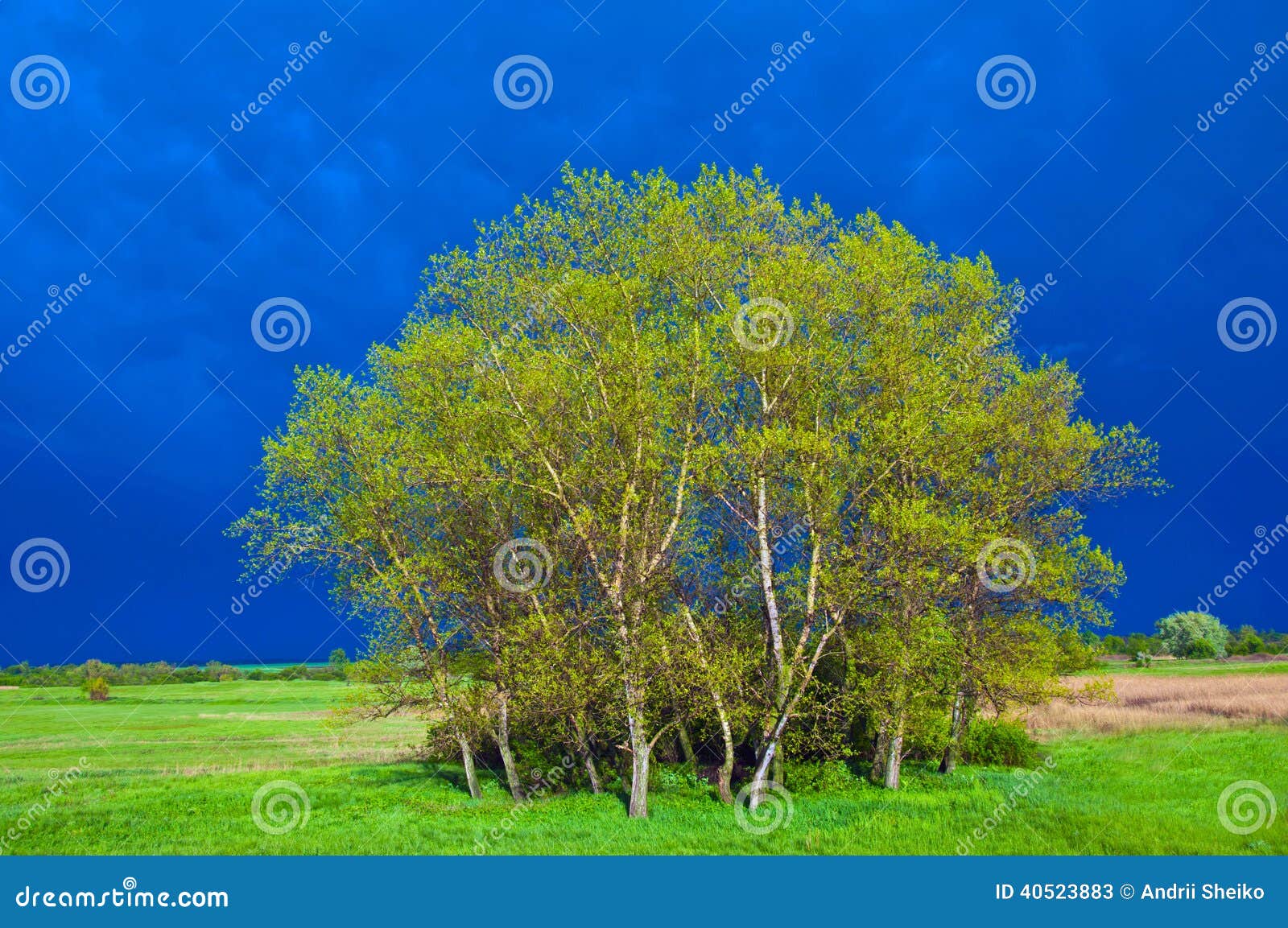 Green grove stock image. Image of view, nature, landscape 40523883