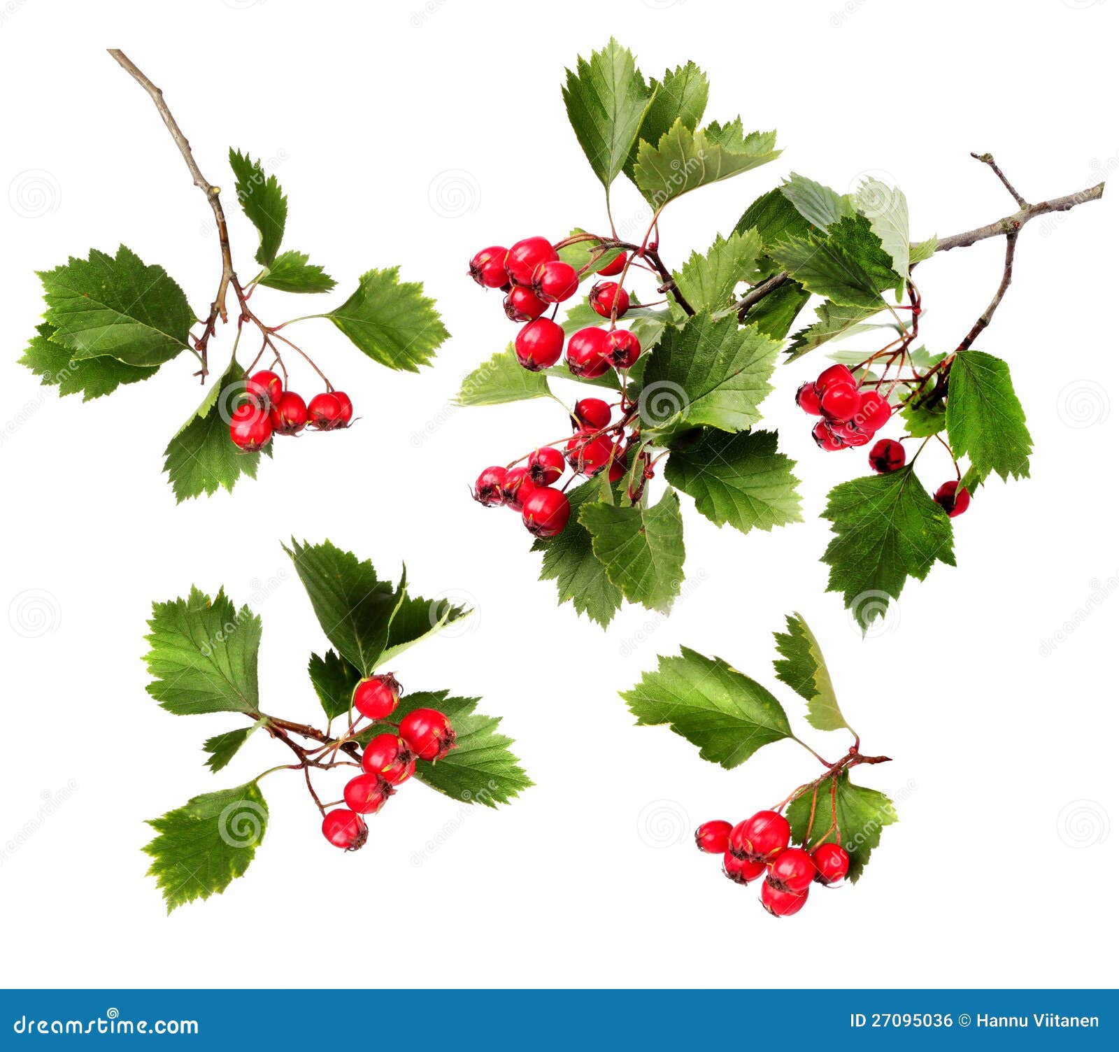 Green Hawthorn Branches Red Berries Royalty Free Stock ...