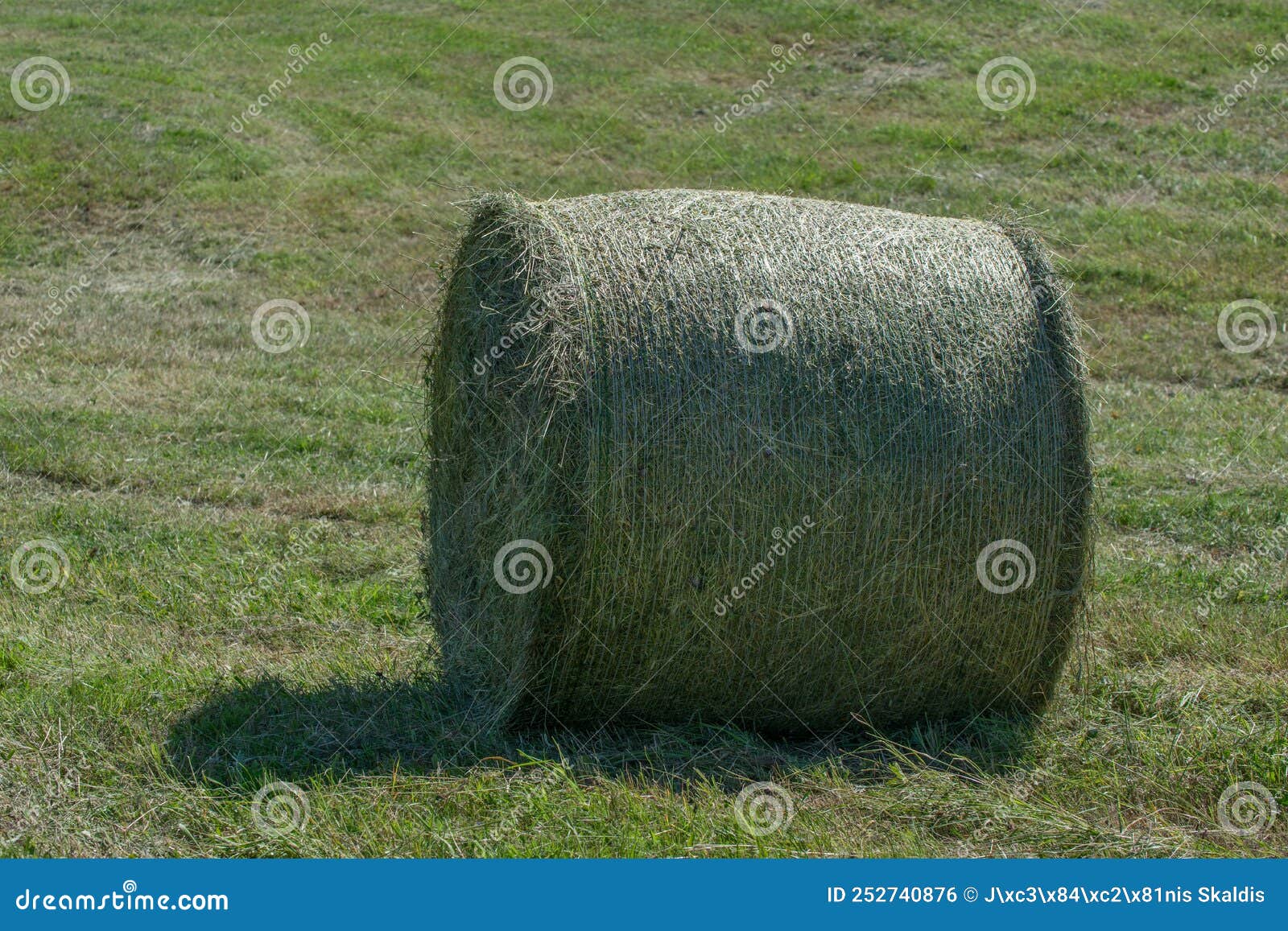 Green Hay Bale Roll in a Mown Meadow Stock Photo Image of agriculture