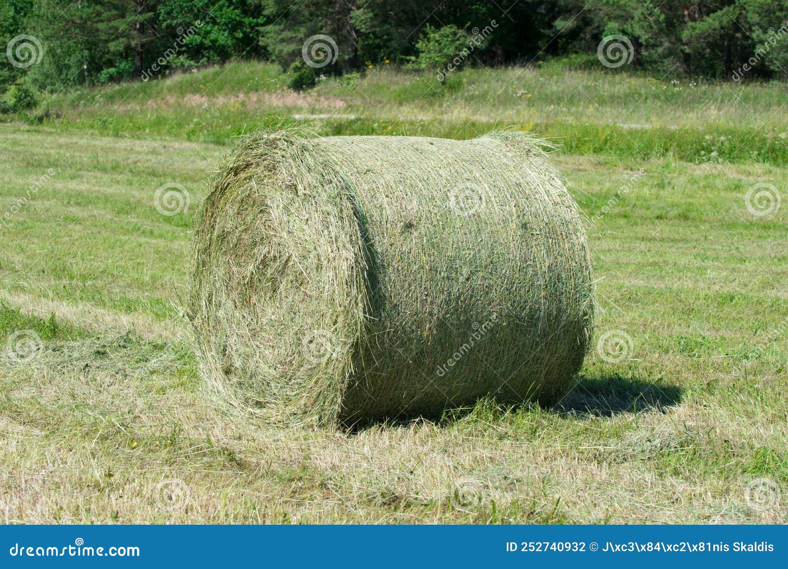 Green Hay Bale Roll in a Mown Meadow Stock Photo Image of nature