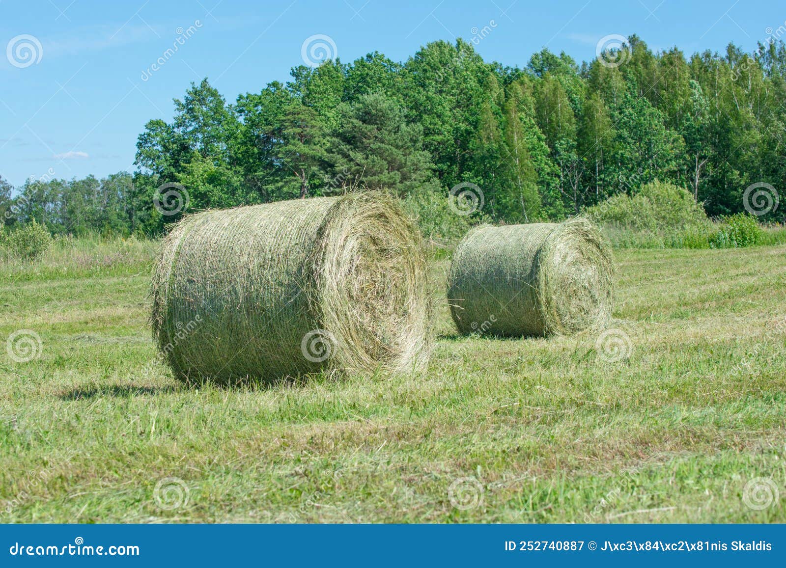 Green Hay Bale Rolls in a Mown Meadow Stock Image Image of crop