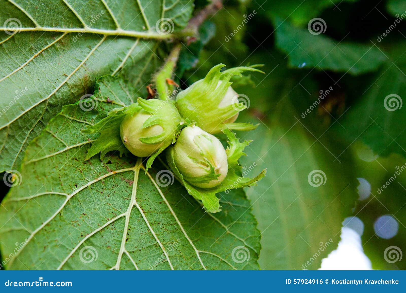 Green Hazelnuts are Growing on the Tree Stock Photo Image of vitamins