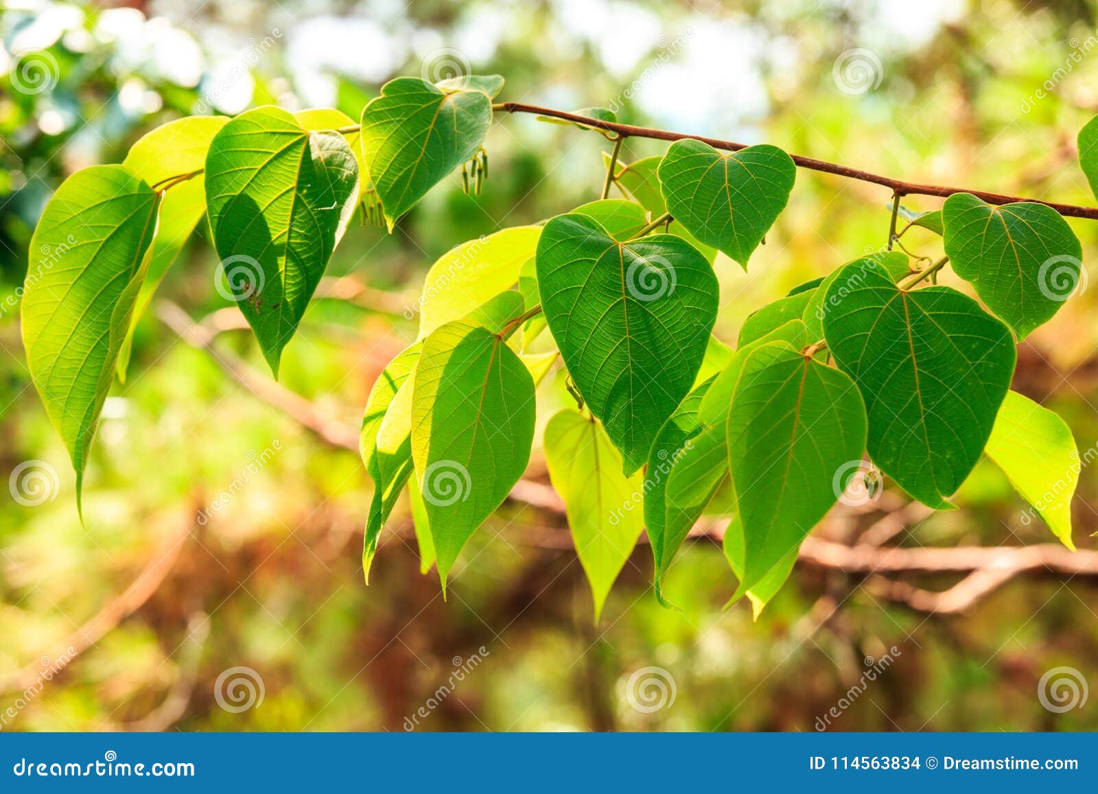 Heartshaped Leaves on Tree Stock Photo Image of green, morning 114563834
