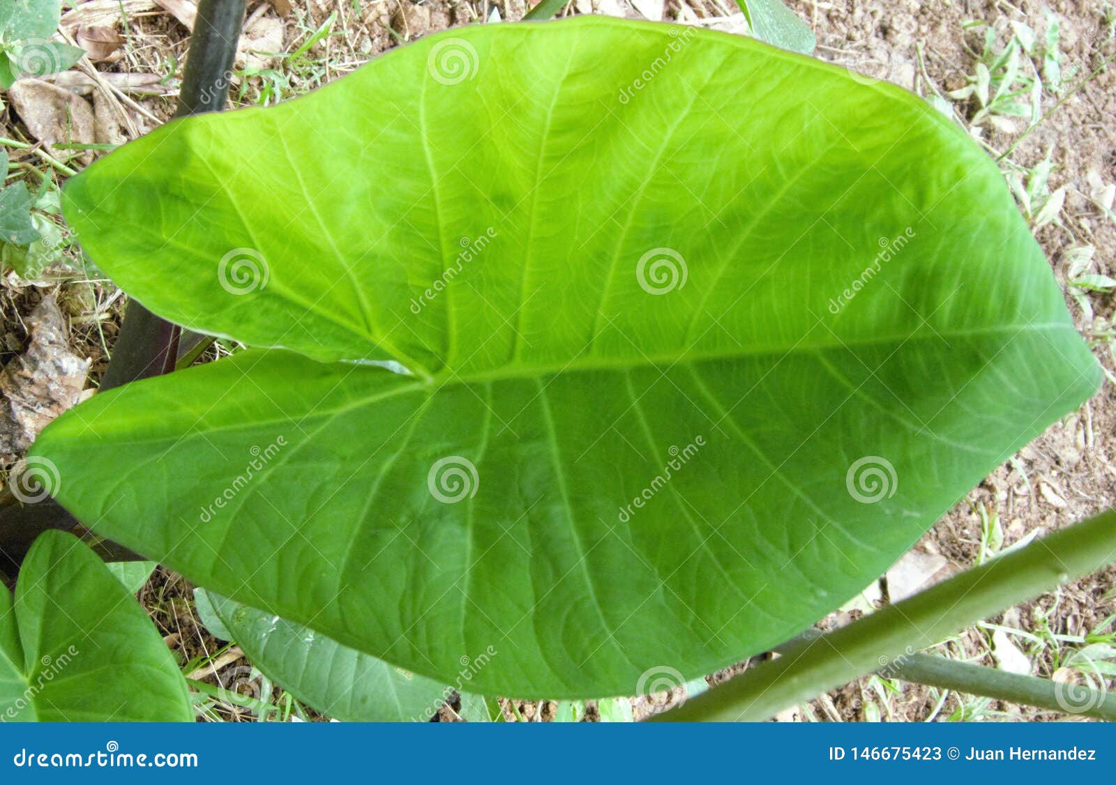 green heart d plant leaf