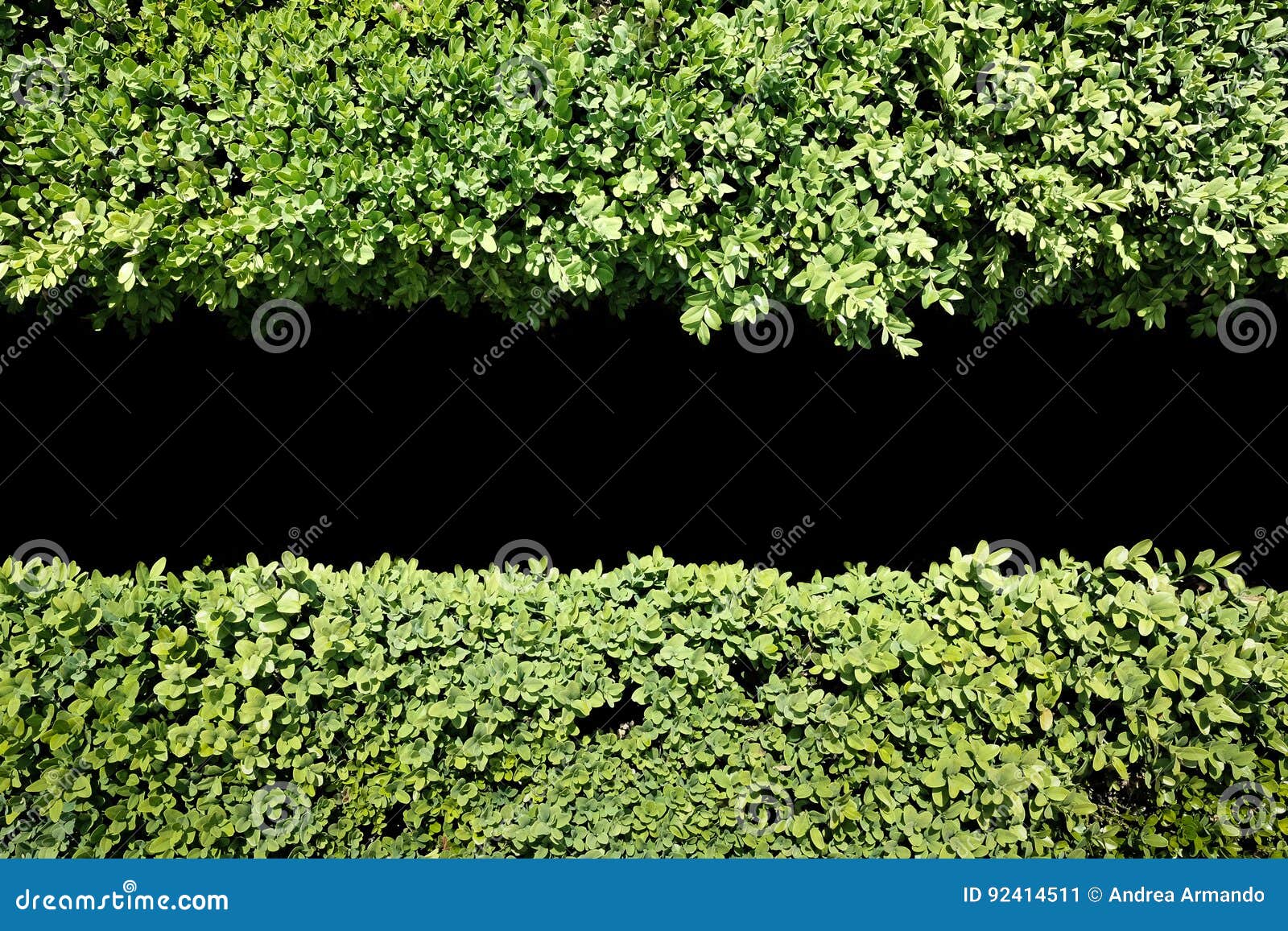 Green Hedge Background with Central Black Copy Space Stock Image