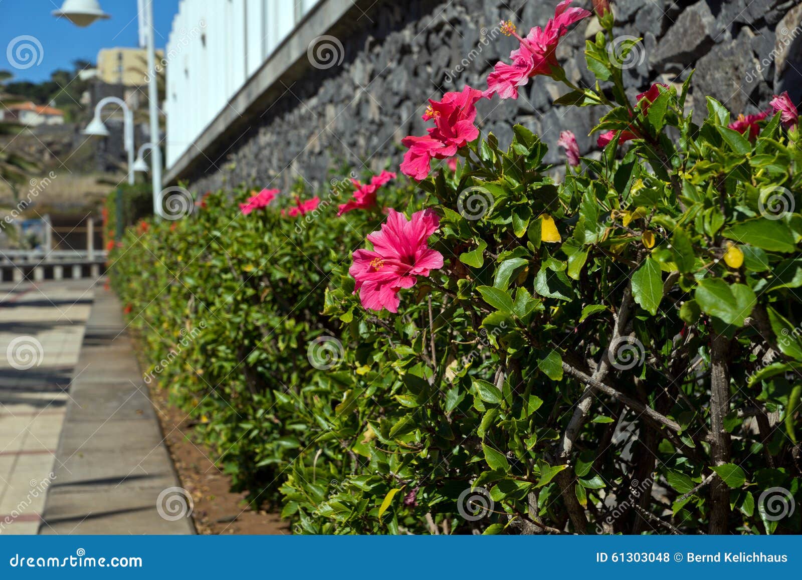 Green Hedge with Red Hibiscus Flowers Stock Photo Image of