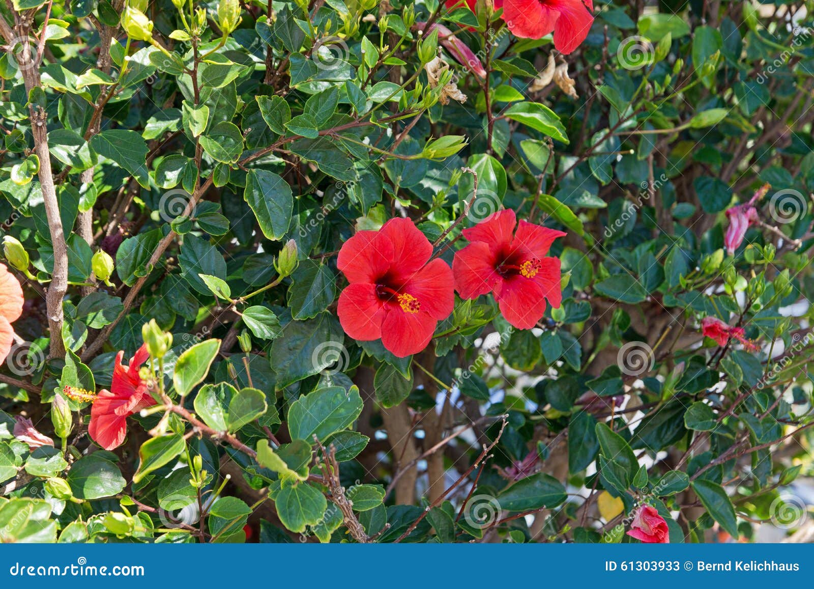 Green Hedge with Red Hibiscus Flowers Stock Image Image of