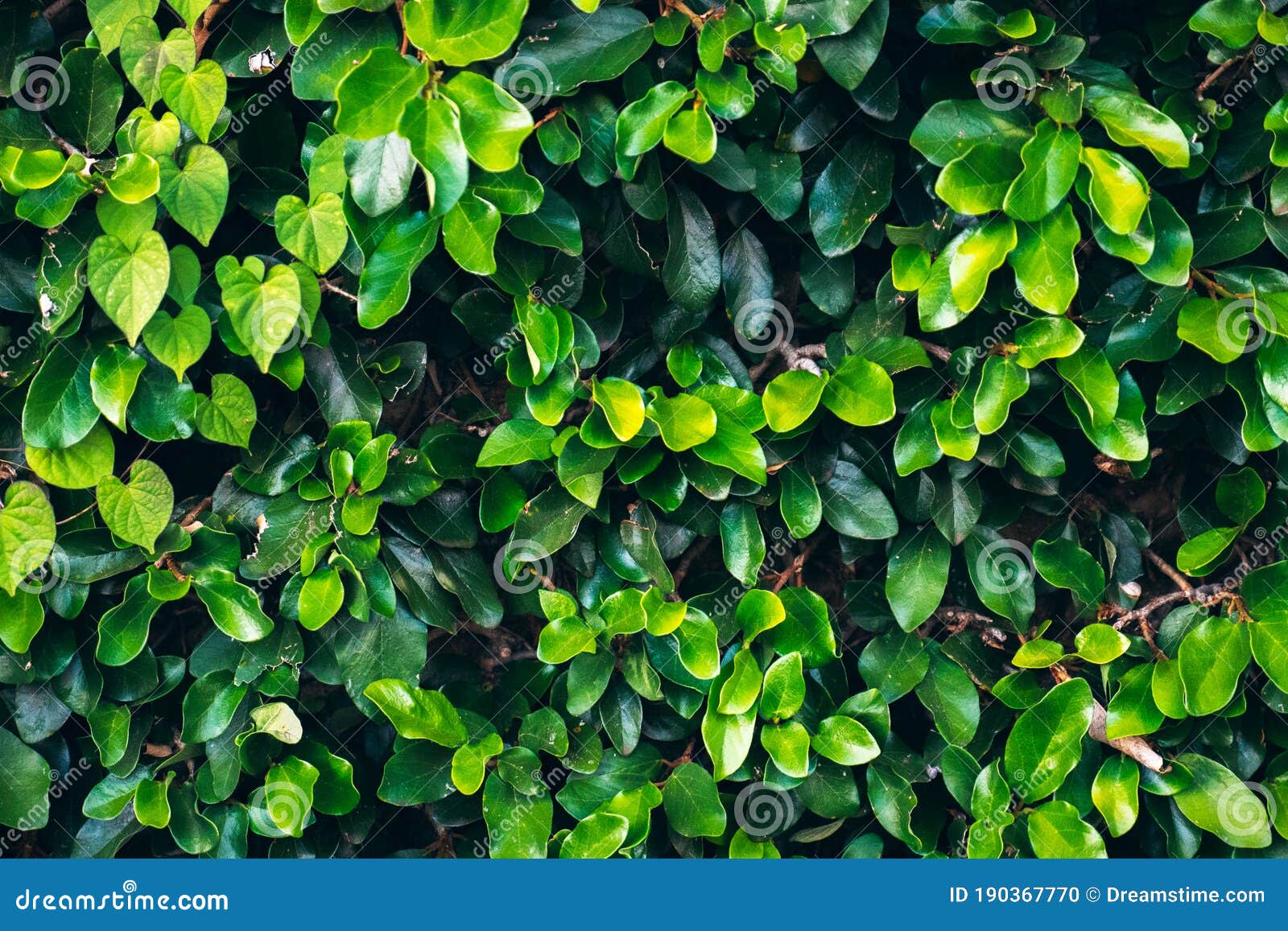 Green Hedgerow Shrubs, Kauai Hawaii USA Stock Photo Image of hawaiian