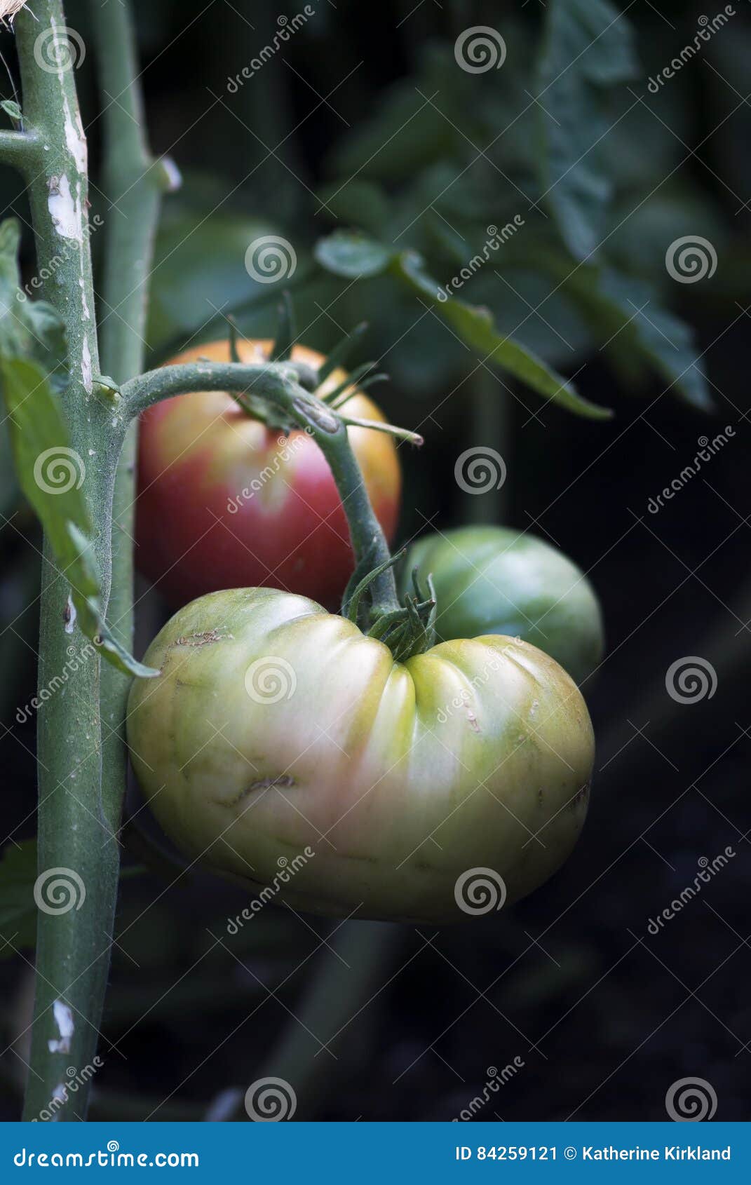 Green Heirloom Tomatoes stock image. Image of crop, grow 84259121
