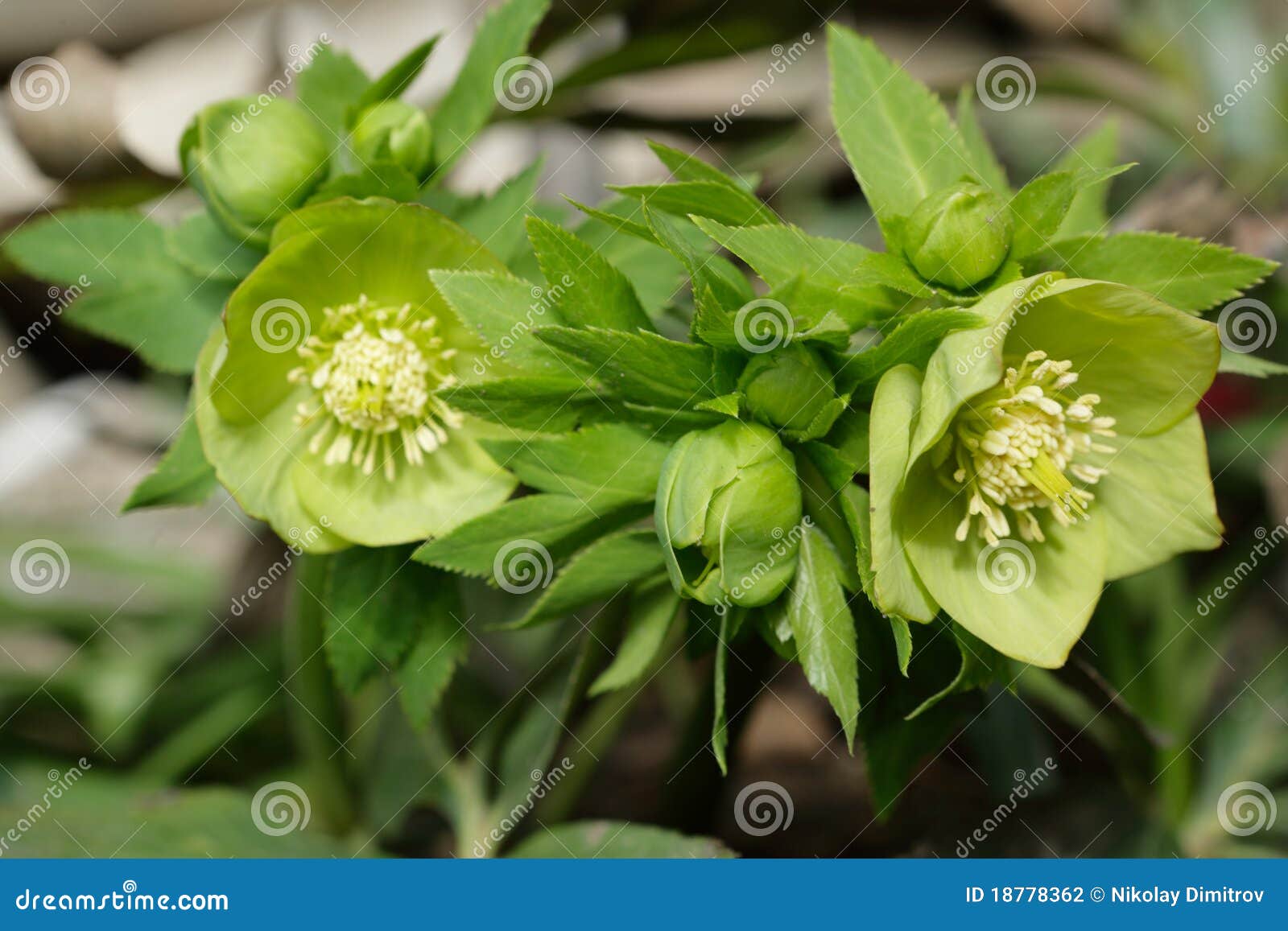 Green Hellebore Flower Blossoms Stock Photo Image of flora, hellebore